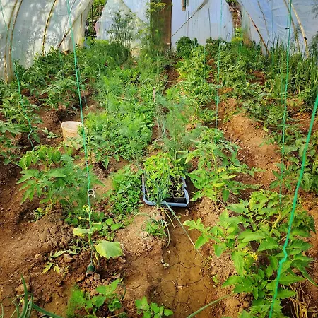 別荘 Hedonists Paradise Omoljica