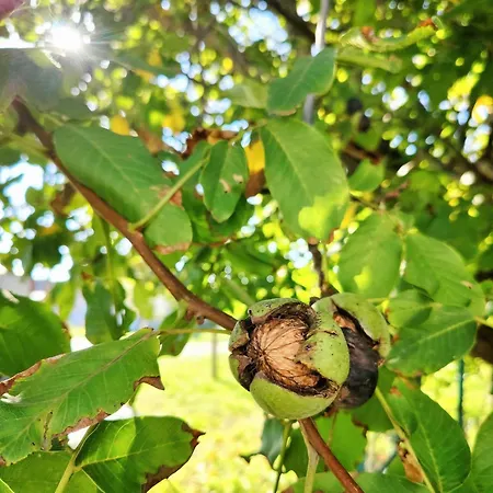 Hedonists Paradise 別荘